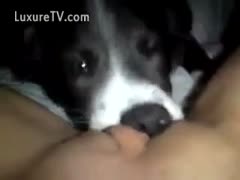 Cute puppy licking his owner's smooth cookie like a wonderful guy